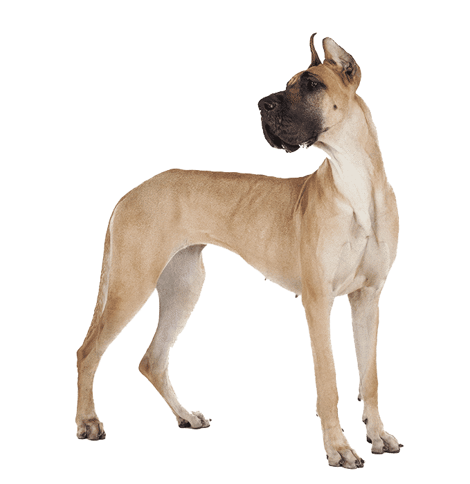smallbreed