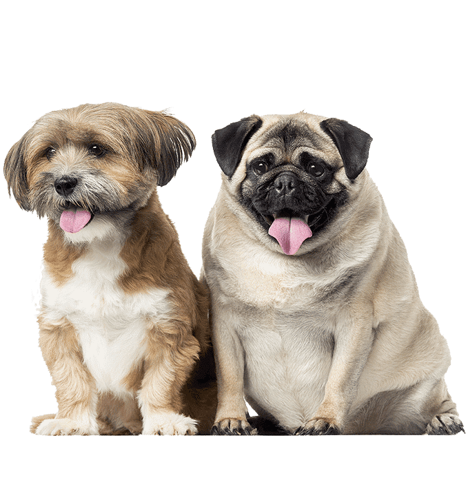 smallbreed