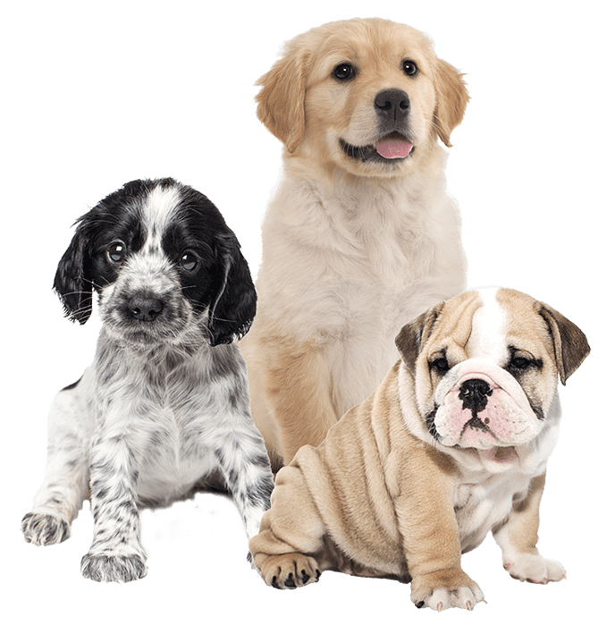 smallbreed
