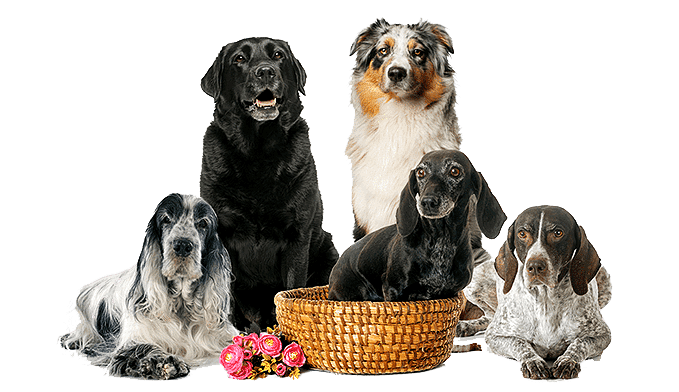 smallbreed