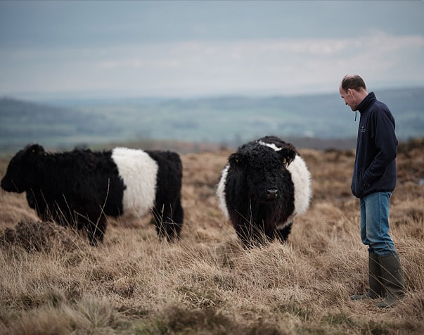 cattle1
