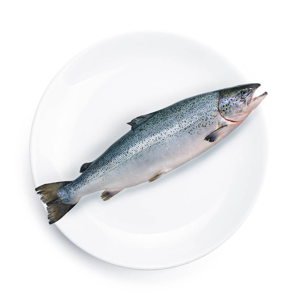 A freshly prepared fresh salmon can be gently cooked by our Freshtrusion experts as the cold chain transportation has kept the meats chilled from the source to our production facilities. This results in a far superior, tastier pet food.