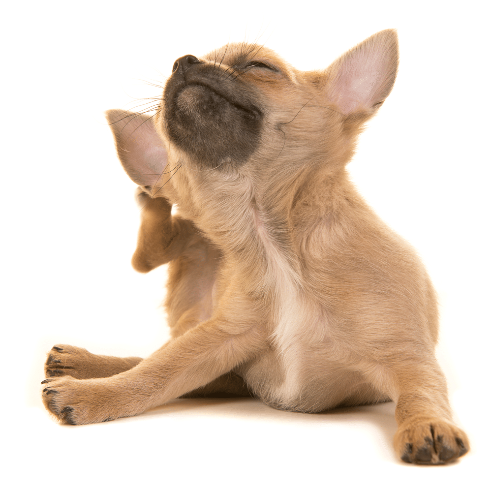 犬が過敏症や不耐性に苦しんでいる場合、穀物を含まない食事を与えることは非常に有益かもしれません.