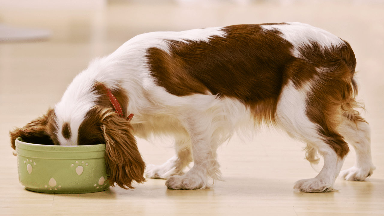Ciò che diamo da mangiare ai nostri animali domestici può influire sulla loro salute digestiva