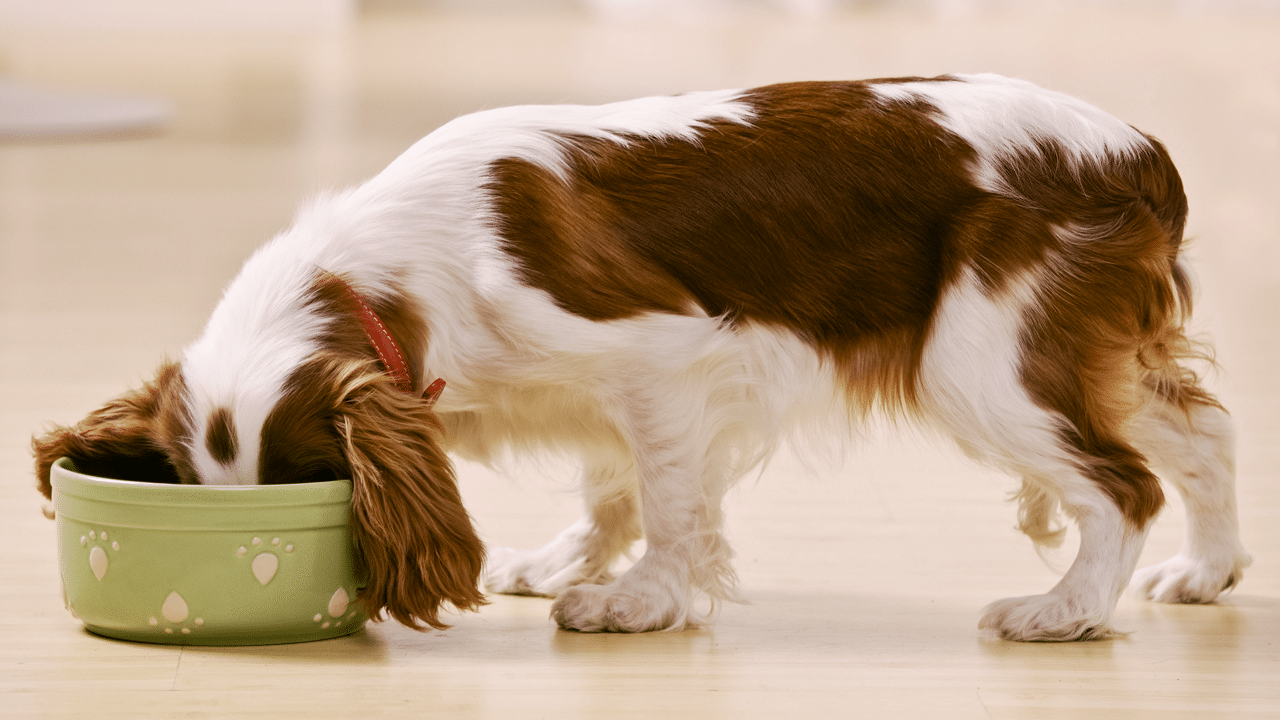 What we feed our pets can affect their digestive health