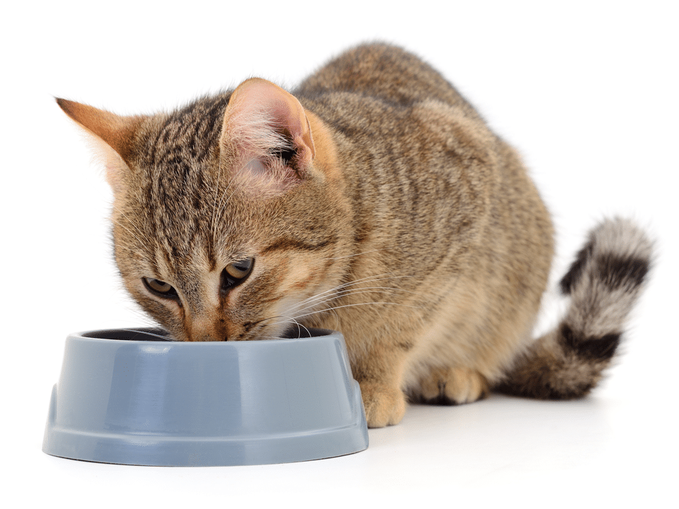 Protein in pet food. Protein is very important for cats being carnivores.