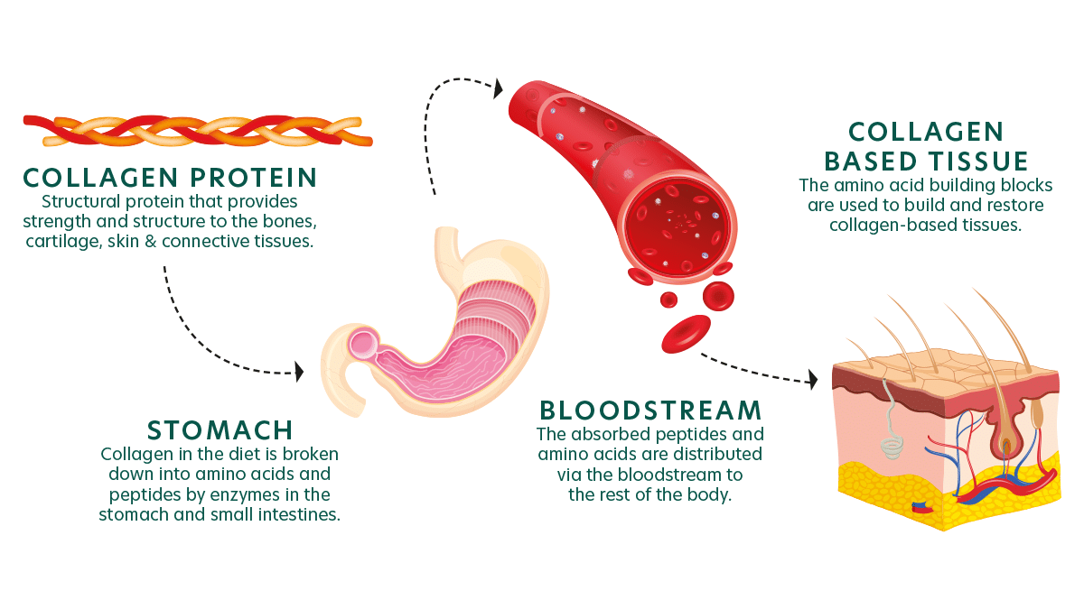 Collagen proteins provide strength and structure to the bones, cartilage, skin and connective tissues. Collagen in pet food is broken down into amino acids and peptides by enzymes in the stomach and small intestines. The absorbed collagen peptides and amino acids are distributed via the blood stream to the rest of the pet's body. The amino acid building blocks are used to build and restore collagen based tissues.