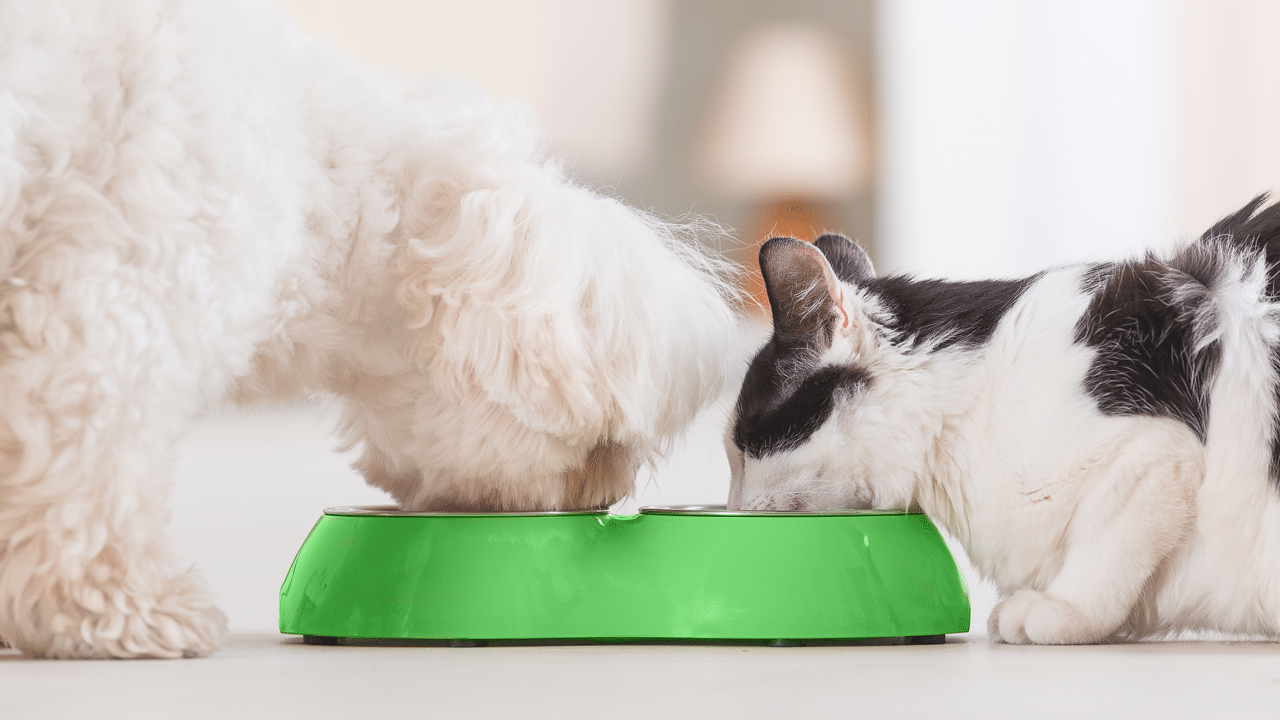 Protein in pet food. Dog and cat sharing a bowl of nutritious pet food