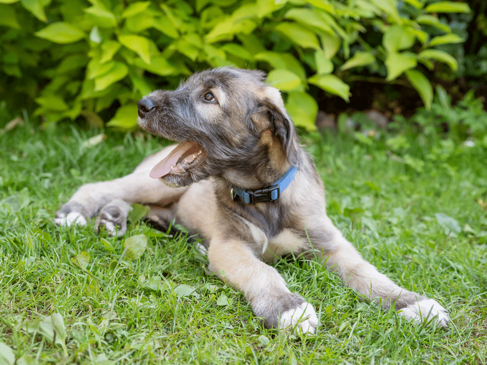 Feeding giant cheap breed puppies