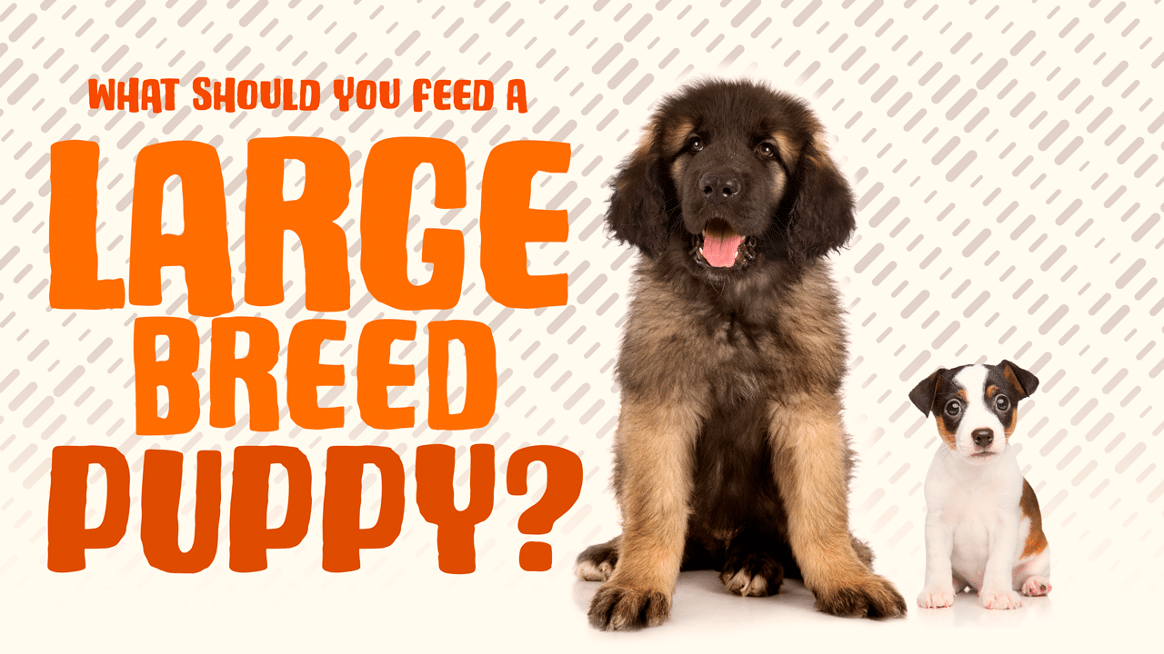 Wat moet je puppy's van grote rassen voeren?
