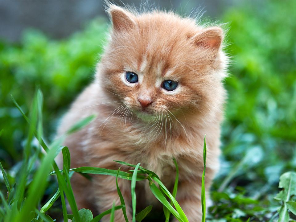 Healthy Ginger Kitten