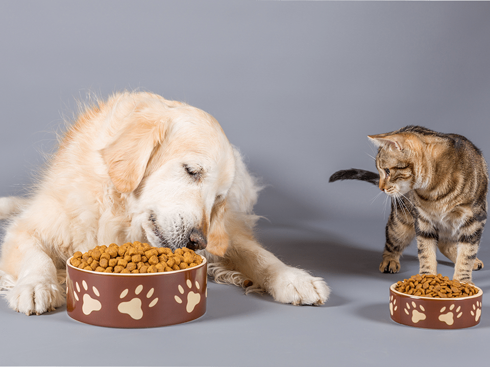 Golden Oldies Nutrition for Senior Cats and Dogs GA Pet Food