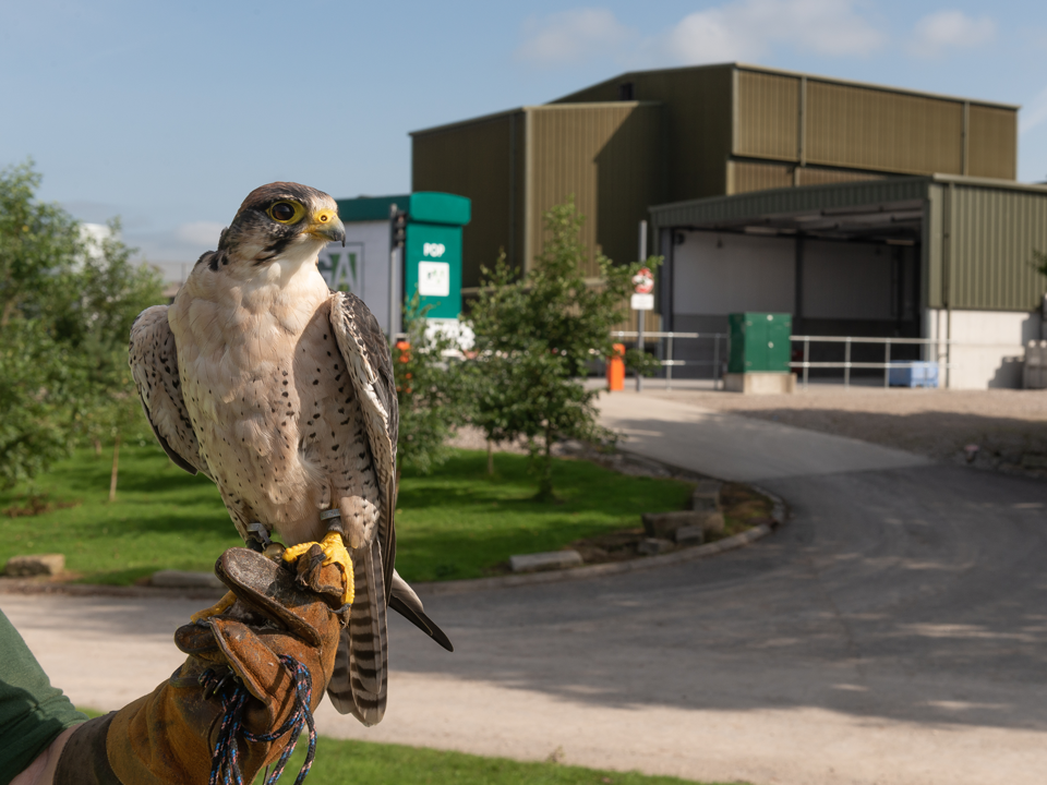 Společenská odpovědnost společnosti. GA Pet Food Partners použijte přirozenou formu hubení škůdců s Horus Bird Of Prey Falcons.