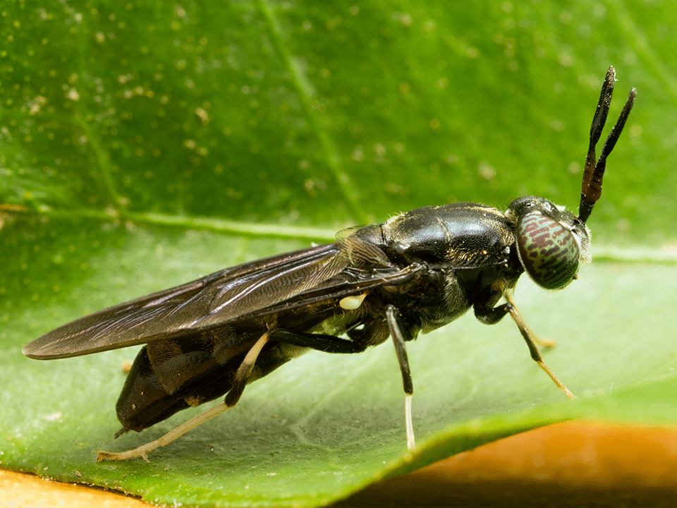 Black soldier fly and their larvae (BSFL) have been identified as a species of particular interest for insect based pet food diets