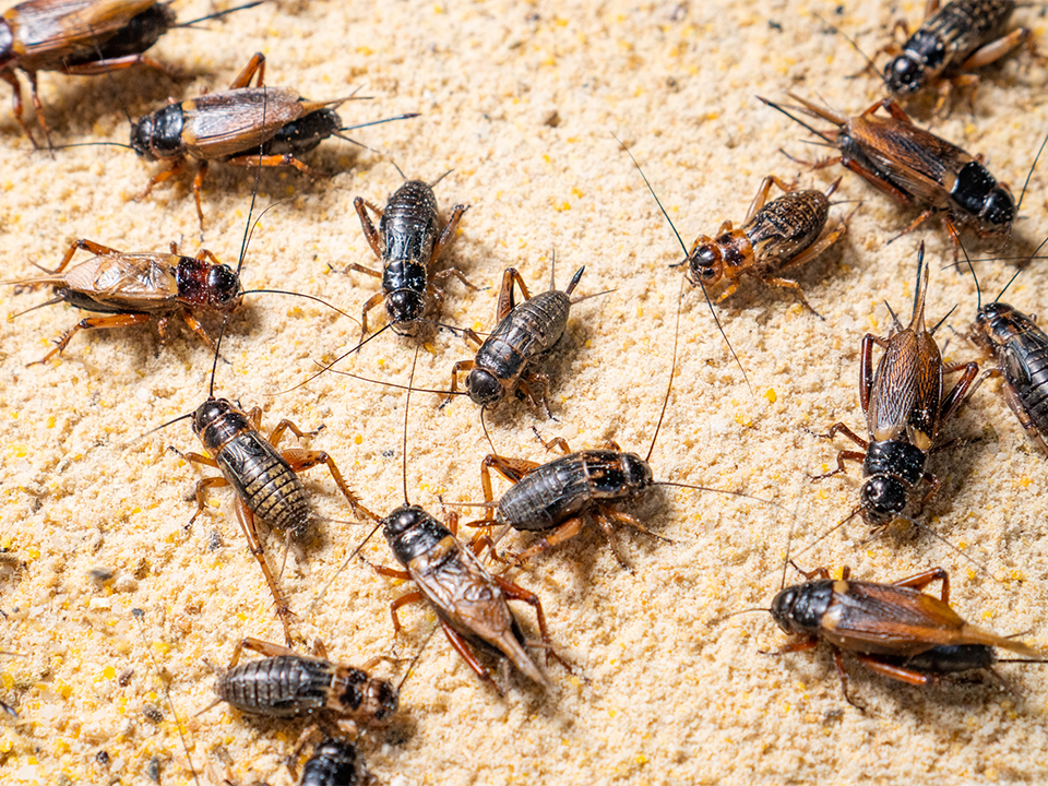 Cvrčci (cvrček domácí (Acheta domesticus), cvrček pruhovaný (Gryllodes sigillatus) a cvrček polní (Gryllus assimilis) k použití v krmivu pro domácí zvířata na bázi hmyzu