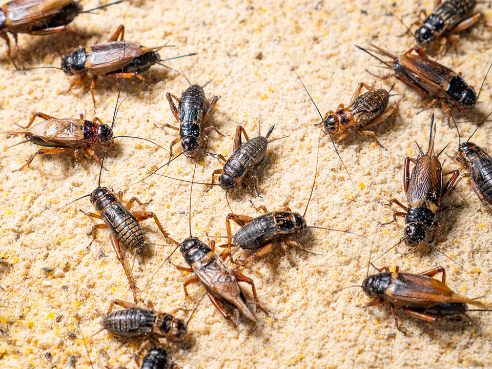 Criced (criced tŷ (Acheta domesticus), criced band (Gryllodes sigillatus) a Chriced Maes (Gryllus assimilis) i'w defnyddio mewn bwyd anifeiliaid anwes sy'n seiliedig ar bryfed