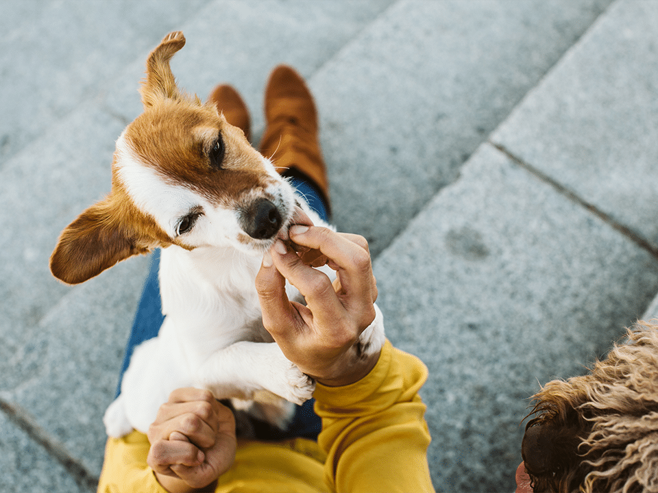 Owner feeding their dog the best pet food