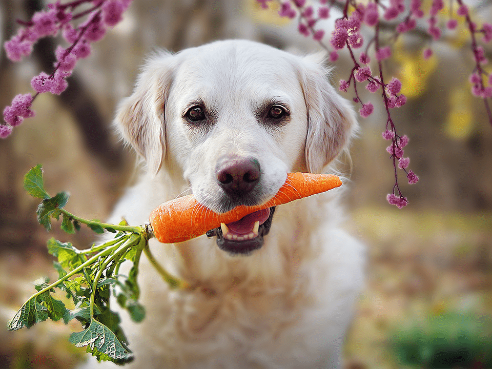 野菜と健康な犬