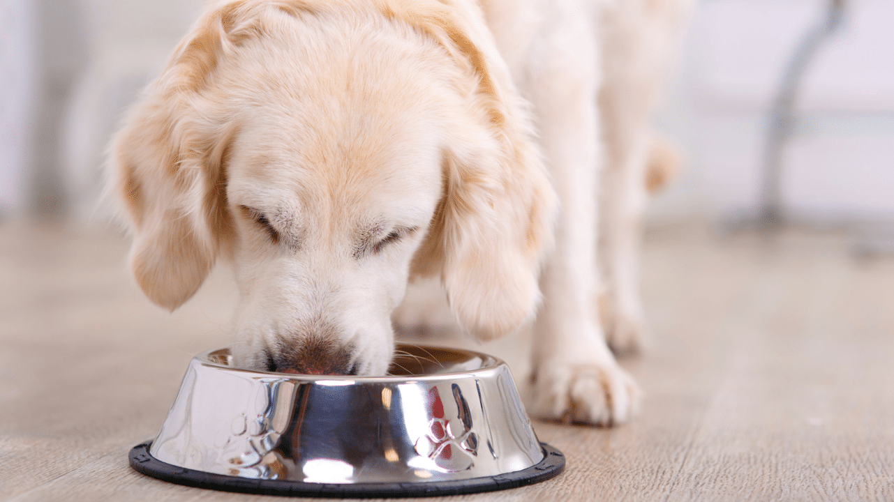 Could insects be the next big thing in your dog's pet food?