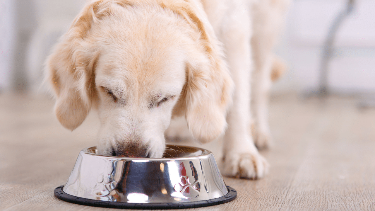 Kunne insekter være den næste store ting i din hunds dyrefoder?