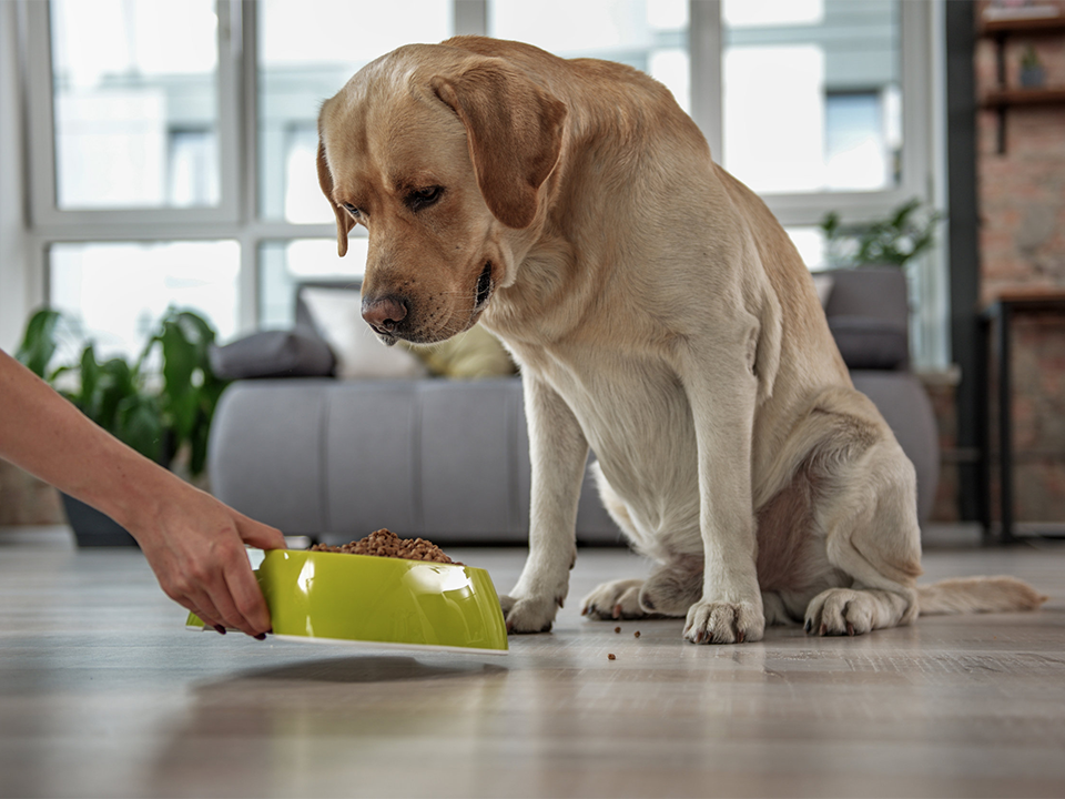 Labrador alimentado por su dueño - Tendencias en alimentos para mascotas