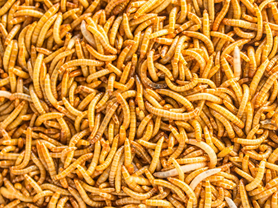 Yellow Meal Worm (Tenebrio Molitor)