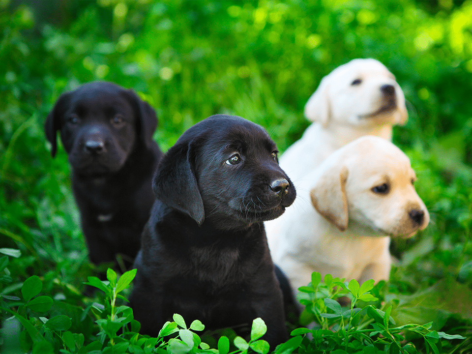 Labradorská štěňata v trávě