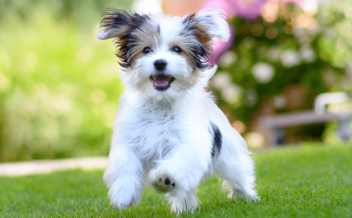 Puppy Running - Energy Requirements