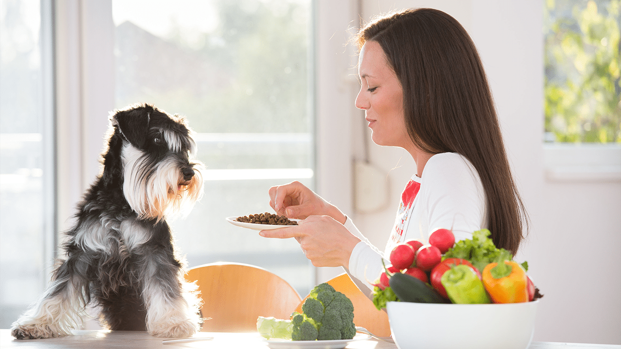 Köpekler için süper yiyecek - köpeğini besleyen kadın