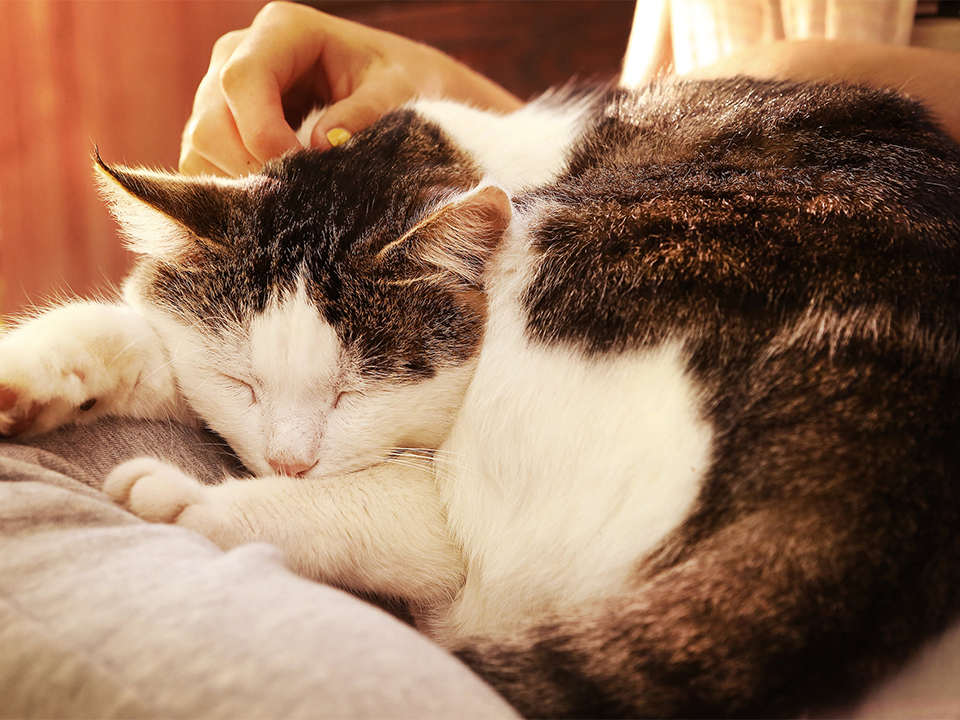 Gesundheit der unteren Harnwege - Lethargie bei einer Katze
