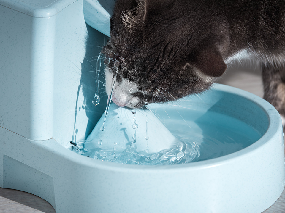 Zdrowie dolnych dróg — bieżąca woda dla kota