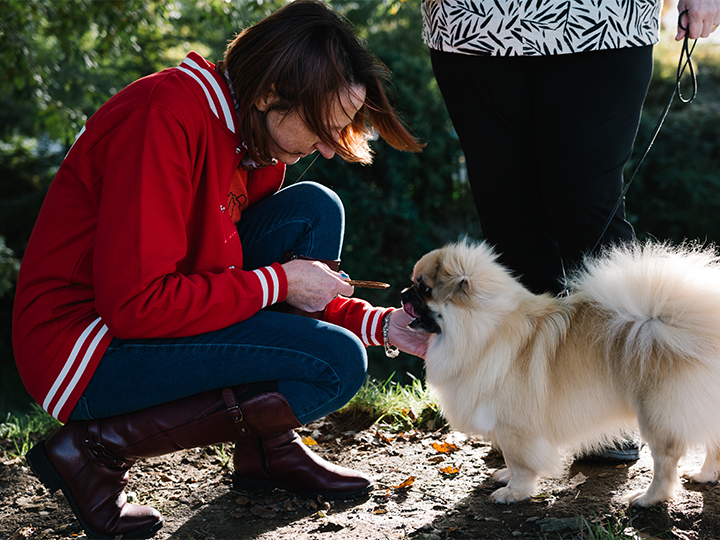 Dog being fed a Pet Treat