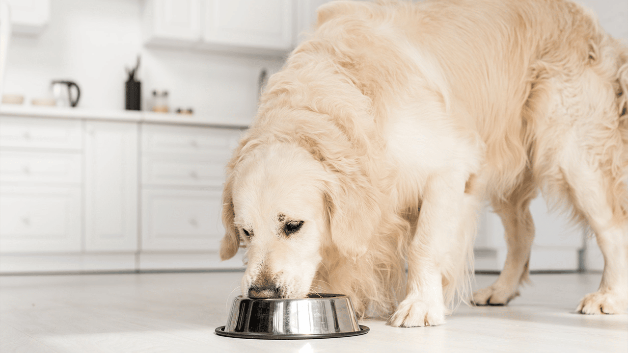 The Importance of Protein in Pet Food - Main Banner