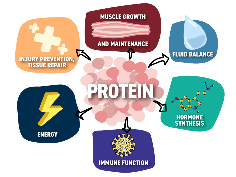 Protein v krmivu pro domácí zvířata - Grafika