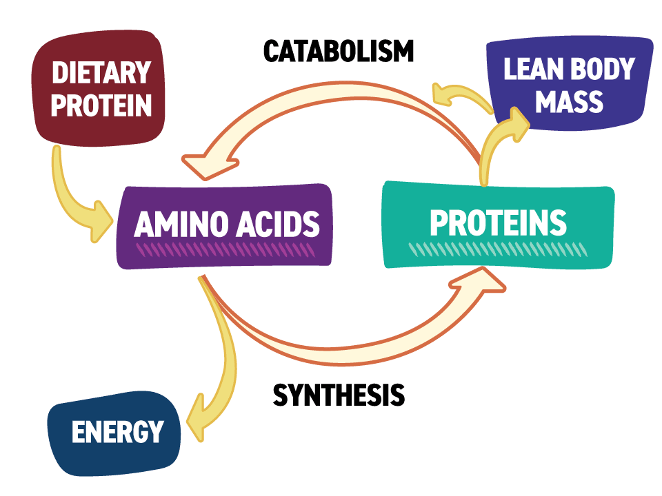 Синтез белка - белок в кормах для домашних животных