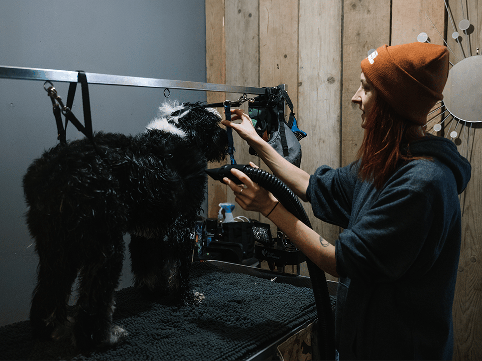 Pet Grooming - Come possono differenziarsi i negozi di animali