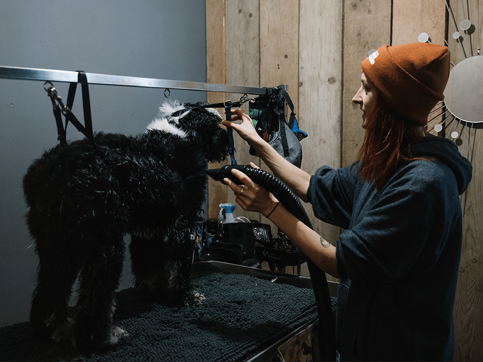 Pet Grooming - How can pet stores differentiate