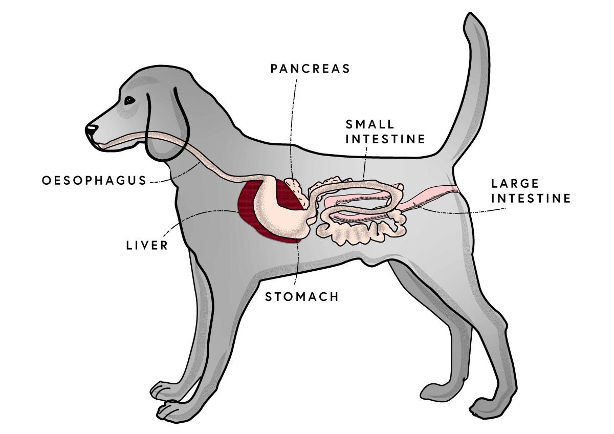 A saúde digestiva de um cão é muito importante