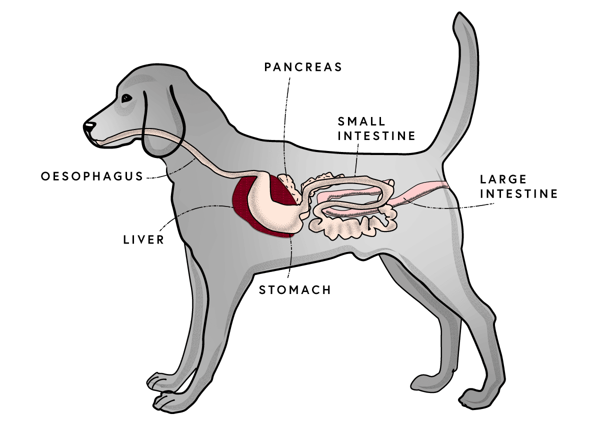 The digestive health of a dog is very important