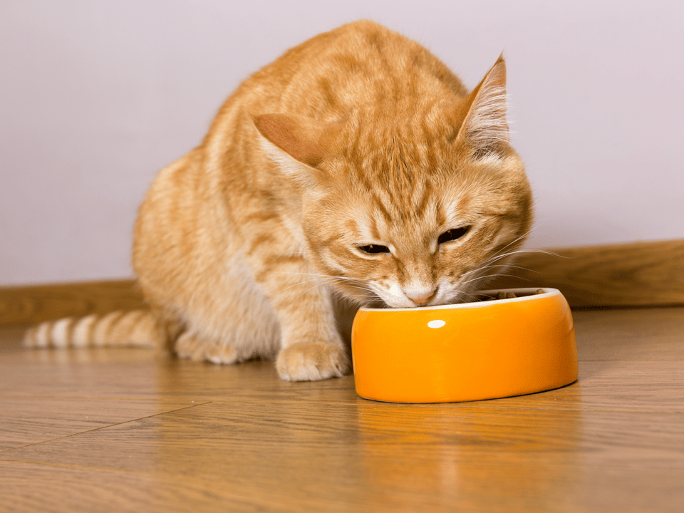 Odżywianie kotów — wyróżniony obraz 2