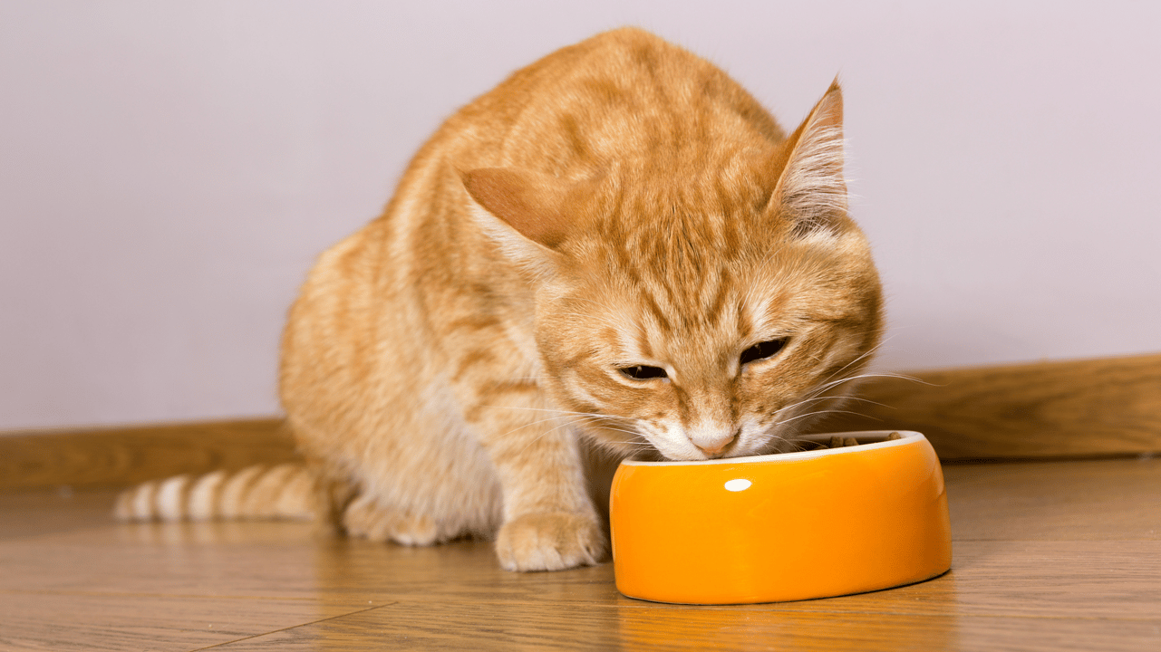 Nutrition pour chats - Bannière principale