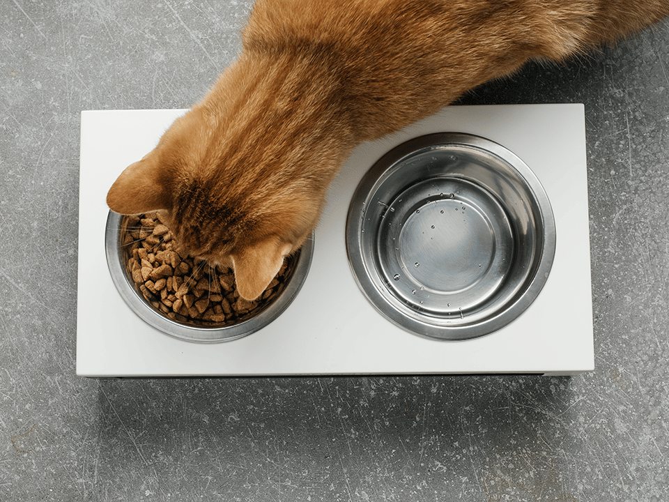 Gatto che mangia dalla ciotola - Cat Nutrition
